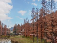-广州市石门国家森林公园