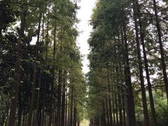 -昆山城市生态森林公园