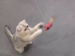 -飞行喵MR PILOT|猫舍·猫咖(静安大融城店)