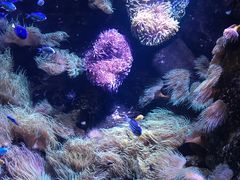 -悉尼海洋生物水族馆
