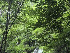 -汤旺河林海奇石景区