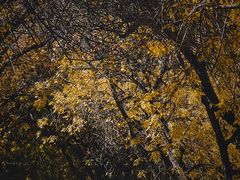 -三里屯东五街银杏大道