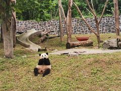 -都江堰中华大熊猫苑
