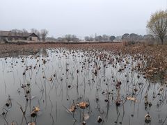 -长兴太湖图影湿地文化园