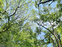 -上海佘山国家森林公园西佘山园