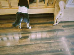 -豆柴町-柴犬主题狗咖(红鼎国际C座店)