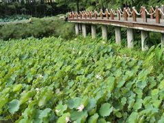 -深圳仙湖植物园