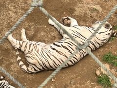 -西霞口神雕山野生动物世界