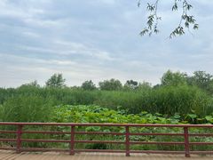 -绿堤公园