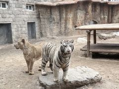 -北京野生动物园