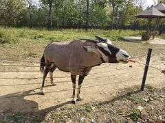 -大连森林动物园