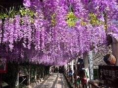 -呀路古热带植物园
