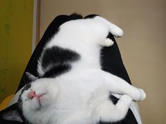 -猫在这儿猫咪咖啡馆·撸猫馆