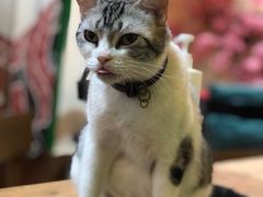 -李小姐の猫咖啡馆(五角场店)