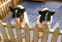 -萌宠亲子动物乐园(槐房万达店)