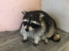 -浣熊柯尔鸭土拨鼠·电玩咖