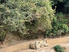-泉州海丝野生动物世界