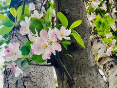 -海棠花溪(元大都城垣遗址公园)