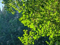 -长白岛森林公园