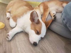 -浣熊柯尔鸭土拨鼠·电玩咖