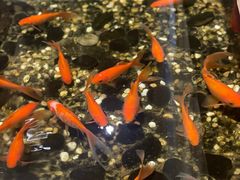 -邈墨茶馆(凤起路店)