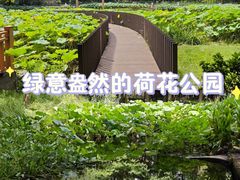-陈家山荷花公园