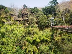 -西双版纳原始森林公园