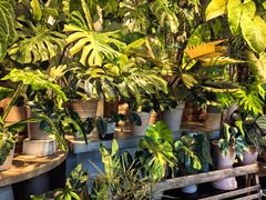 -自由生长植物工作室(深港花卉中心店)