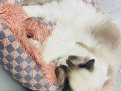 -琪喵猫屋·撸猫猫咖·猫舍