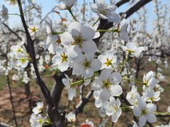 -莱阳濯村樱花园