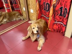 -和它·交个朋友·狗咖猫咖(爱琴海店)