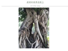 -三垟湿地