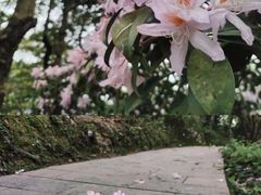 -梧桐山风景名胜区