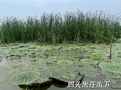 -池杉湖湿地公园