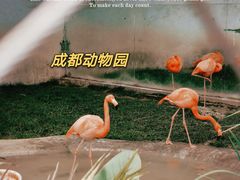 -成都动物园