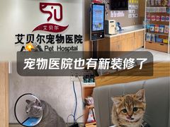 -艾贝尔宠物医院·24H转诊中心·肿瘤猫专科(江宁双龙店)