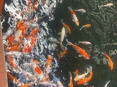 -侠成水上农庄(工业大道店)