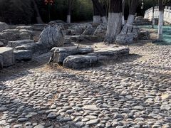 -莲花池公园