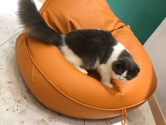 -飞行喵MR PILOT|猫舍·猫咖(静安大融城店)
