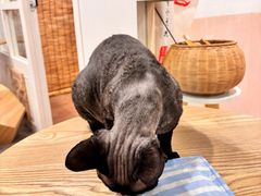 -楼上猫咖(罗湖店)