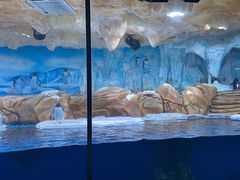 -海合安青岛极地海洋公园