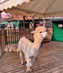 -萌宠亲子动物乐园(槐房万达店)