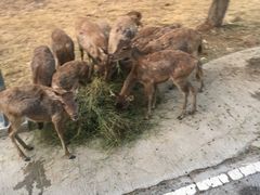 -清迈夜间动物园