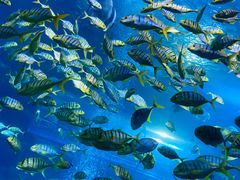 -太平洋海底世界