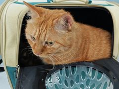 -纳吉亚猫专科动物诊疗中心(蒋宅口分院)