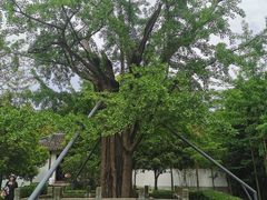 -上海佘山国家森林公园天马山园