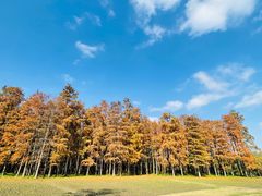 -上海共青森林公园