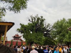 -大槐树寻根祭祖园