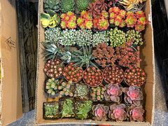 -双季花艺园艺市场(浦东店)