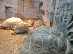 -石家庄市动物园